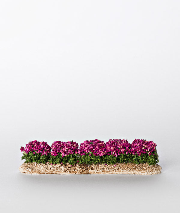Rangée de Fleur Rose