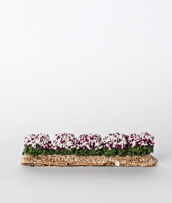 Rangée de Fleur Blanche et Violette